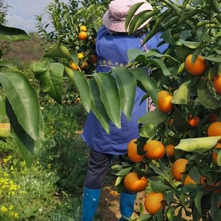 柑橘栽培