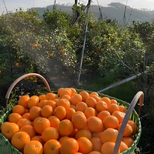 柑橘