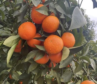柑橘栽培