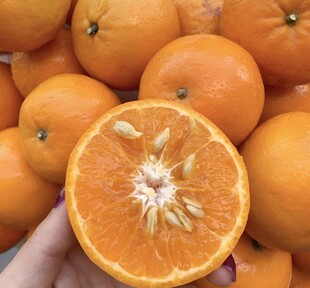 柑橘