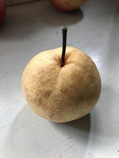雪梨
