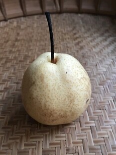 雪梨
