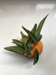 桔子 橘子