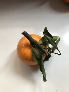 桔子 橘子