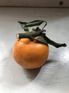 桔子 橘子