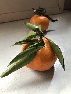 桔子 橘子
