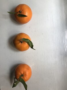 桔子 橘子