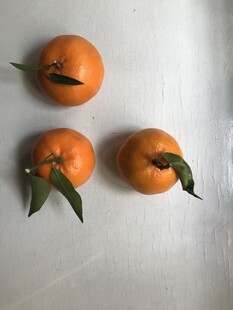 桔子 橘子