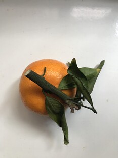 桔子 橘子