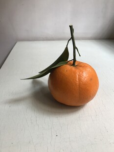 桔子 橘子