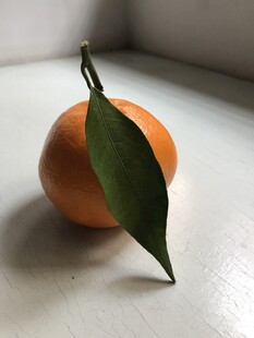 桔子 橘子