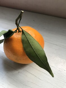 桔子 橘子