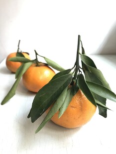 桔子 橘子