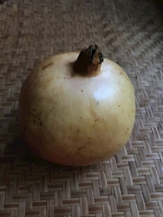 石榴