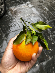 橙子