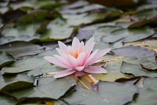荷花 荷叶