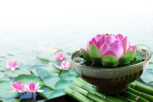 荷花 荷叶