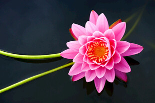 荷花