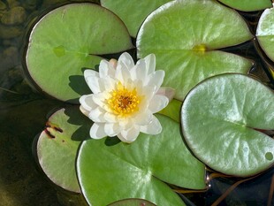 荷花 荷叶