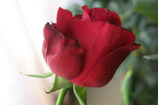 月季花