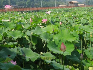荷花 荷叶