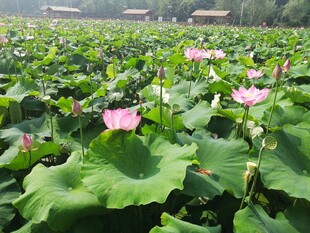 荷花 荷叶