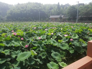 荷花 荷叶