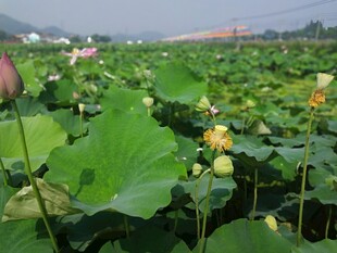 荷花 荷叶