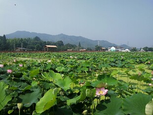荷花 荷叶