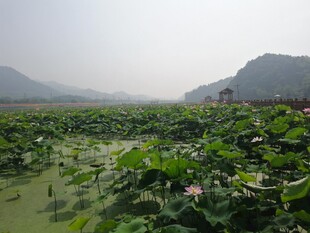 荷花 荷叶