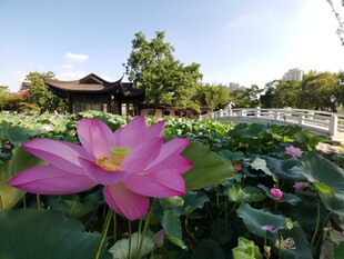 荷花 荷叶