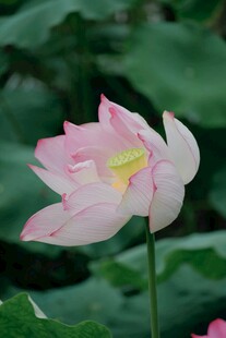 荷花 荷叶