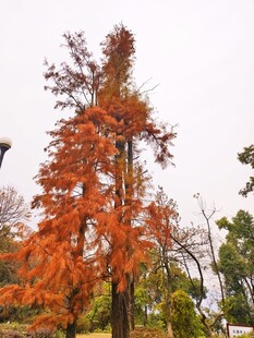 落羽杉