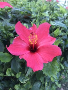 小野花