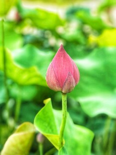 荷花 荷叶