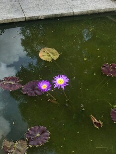 荷花 荷叶