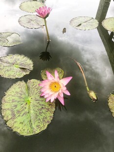 荷花 荷叶