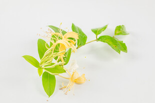 金银花