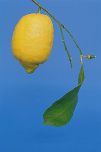 柠檬