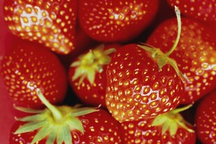 草莓
