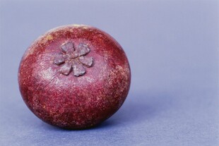 山竹