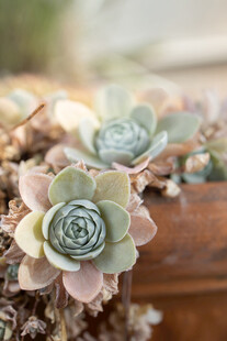 多肉