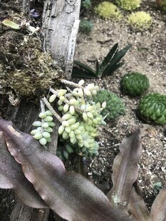 多肉