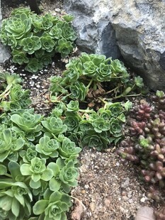 多肉