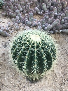 仙人掌 仙人球