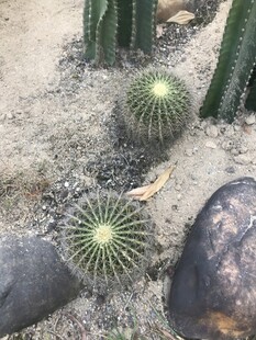 仙人掌 仙人球