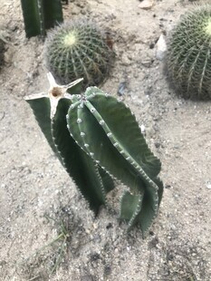 仙人掌