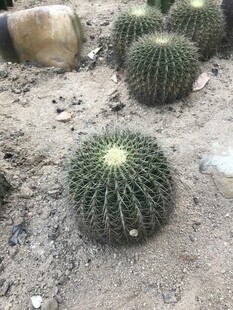 仙人掌 仙人球