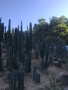仙人掌
