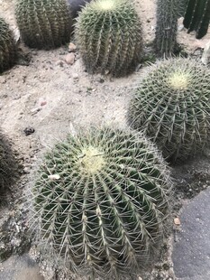 仙人球